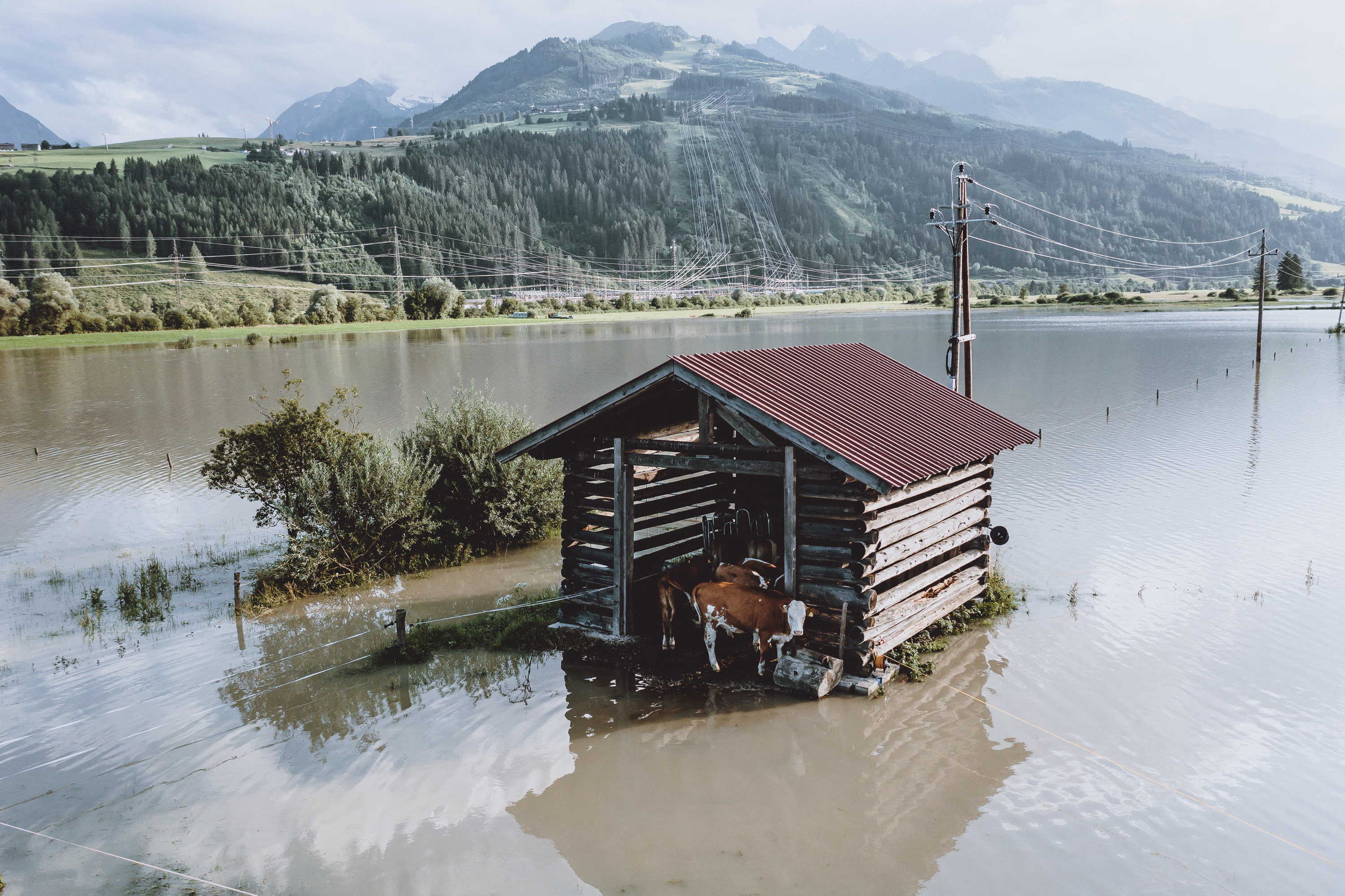 Cows stand in a hut with flooding all around them 