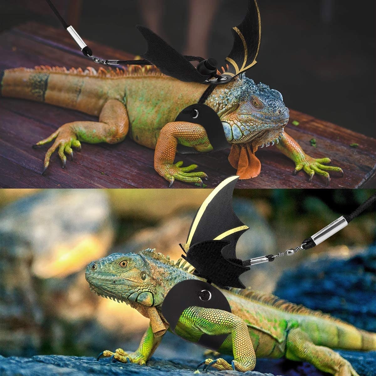 Two photos, stacked vertically, of a lizard in a harness and leash with dragon wing detailing