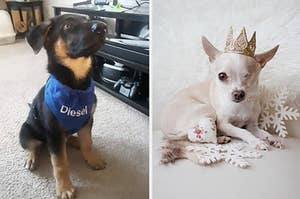Dog wearing personalized bandana and dog wearing gold crown