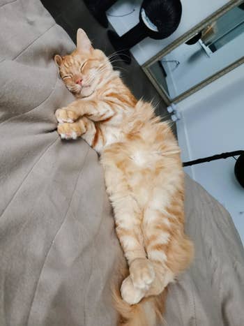 A reviewer's orange tabby laying on a beige-colored electric blanket