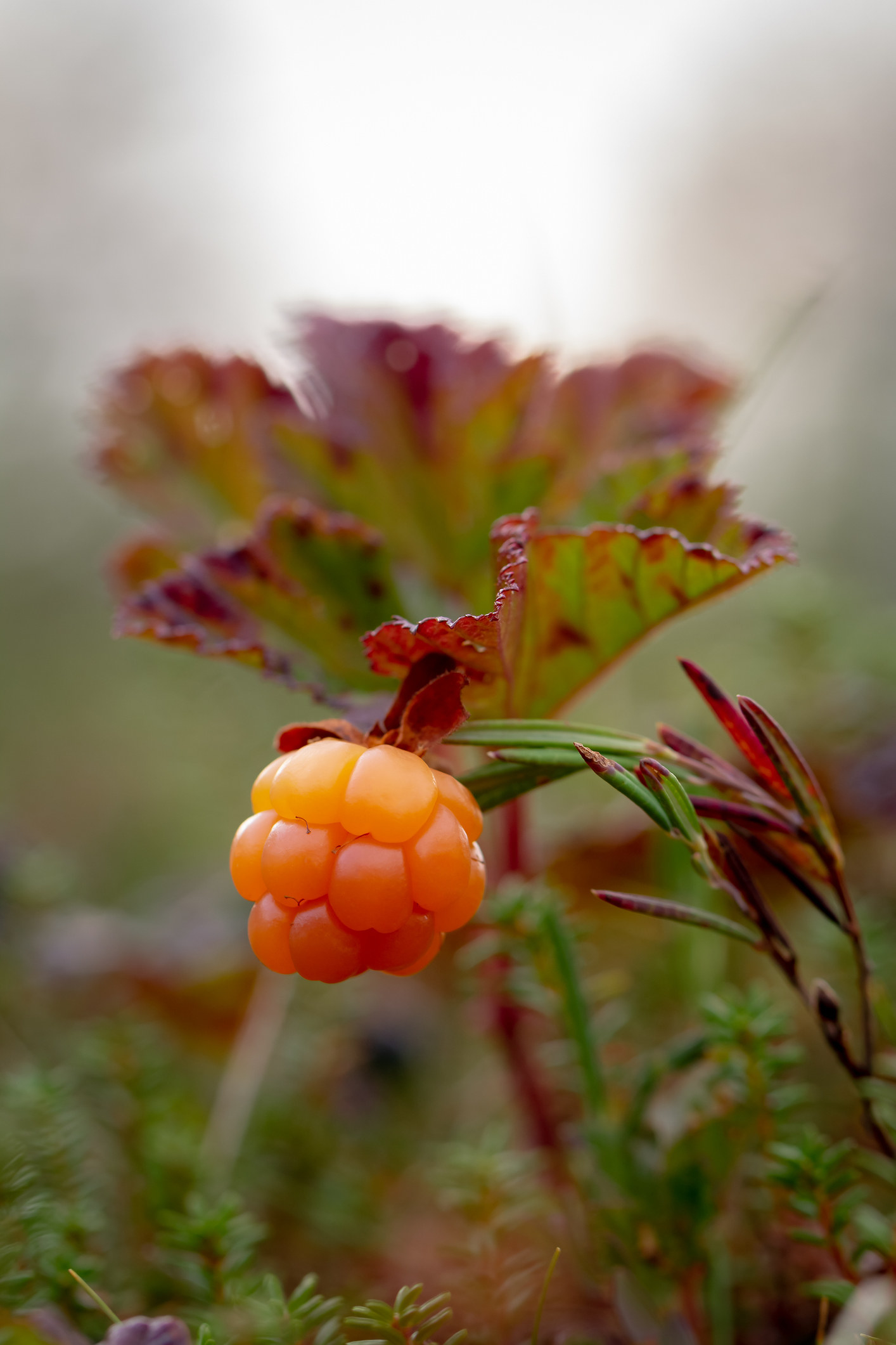 One ripe cloudberry growing on a bush with a leaf.