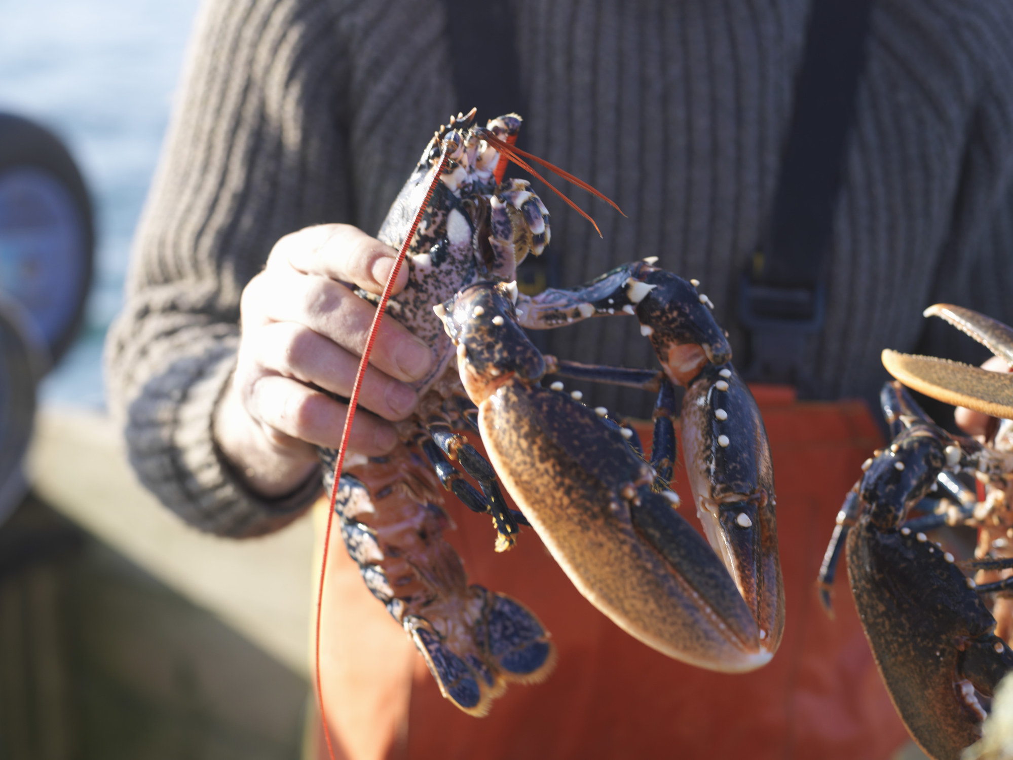 A man holding a just-caught lobster.