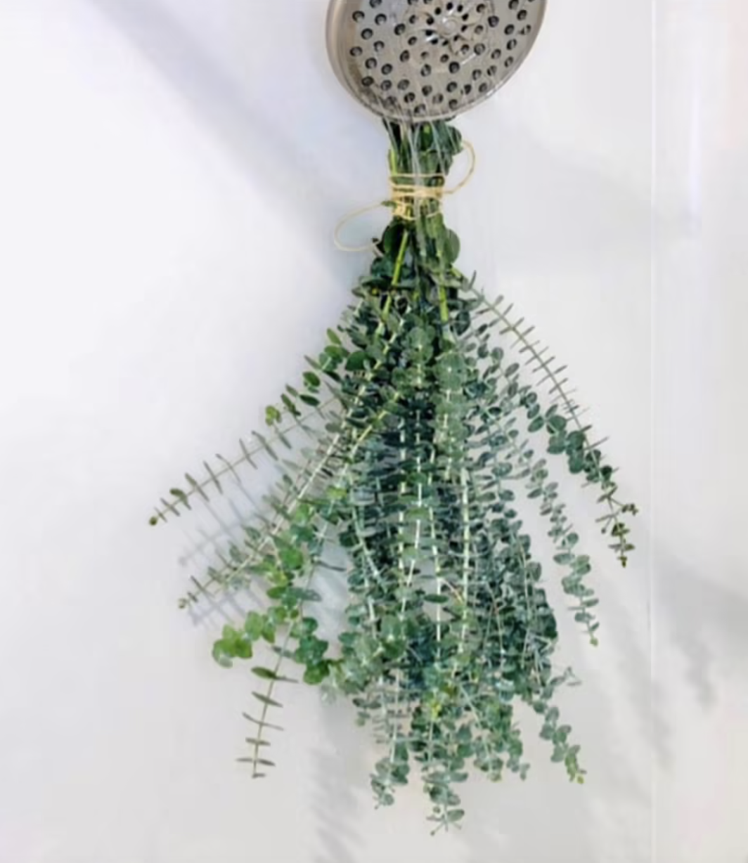 A bundle of the fresh eucalyptus hanging in a shower