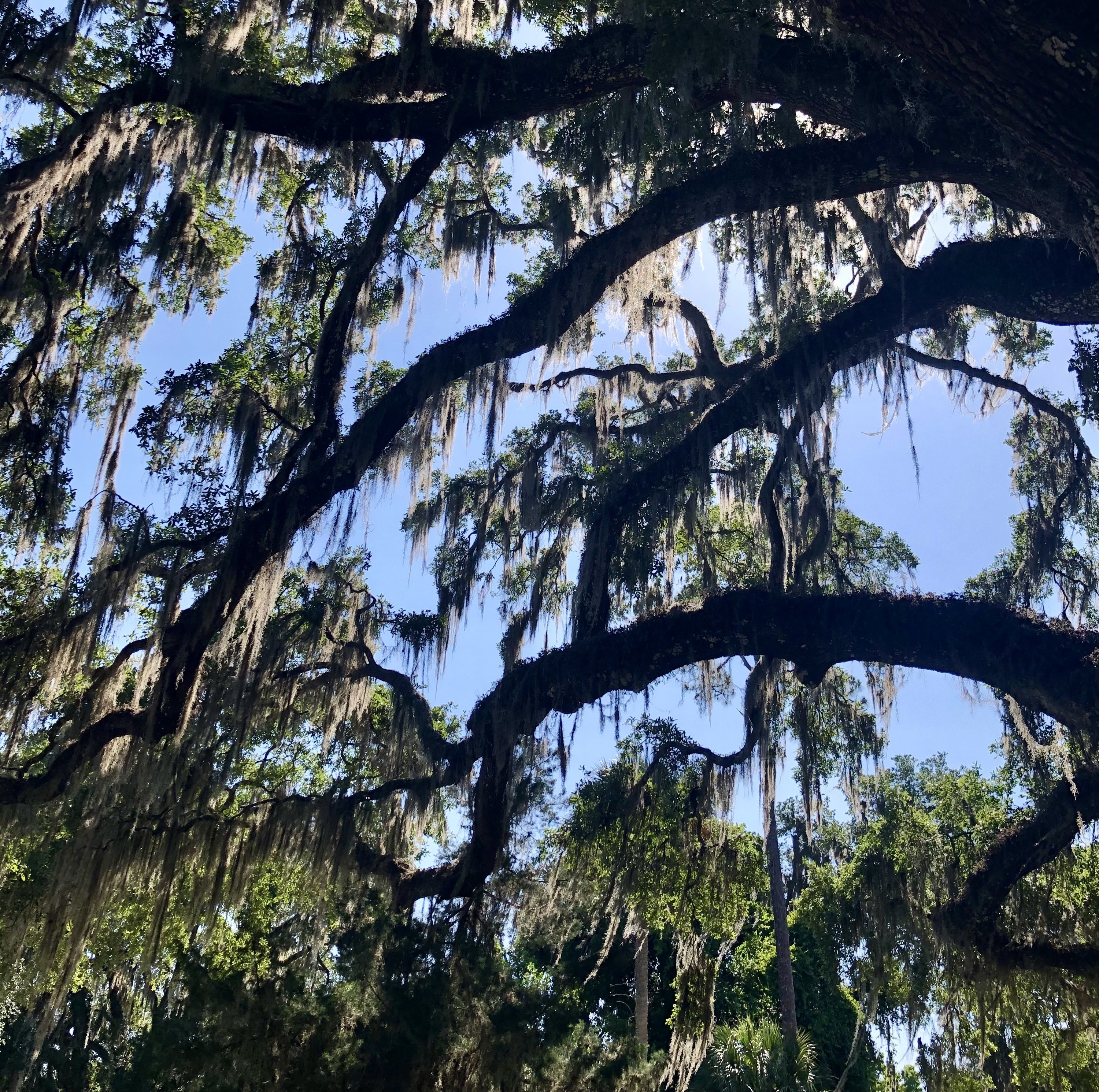 Spanish moss hanging from the trees