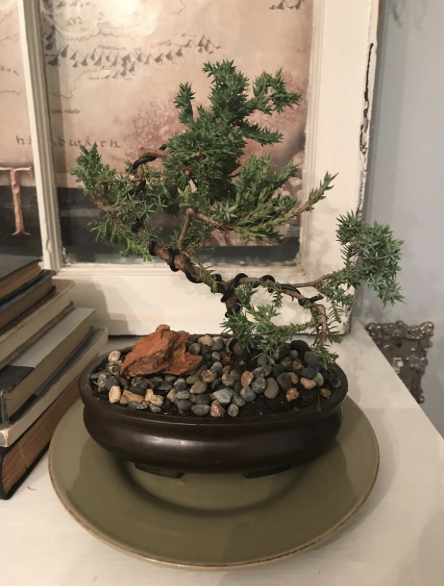 reviewer&#x27;s juniper bonsai plant on a table
