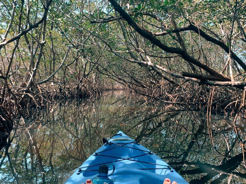 Kayaking through the mangroves