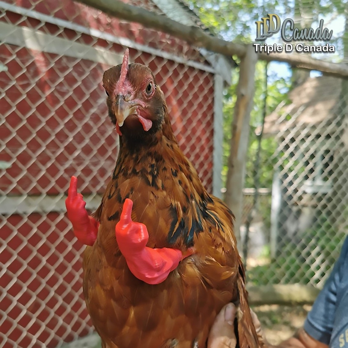chicken with plastic arms doing the middle finger gesture