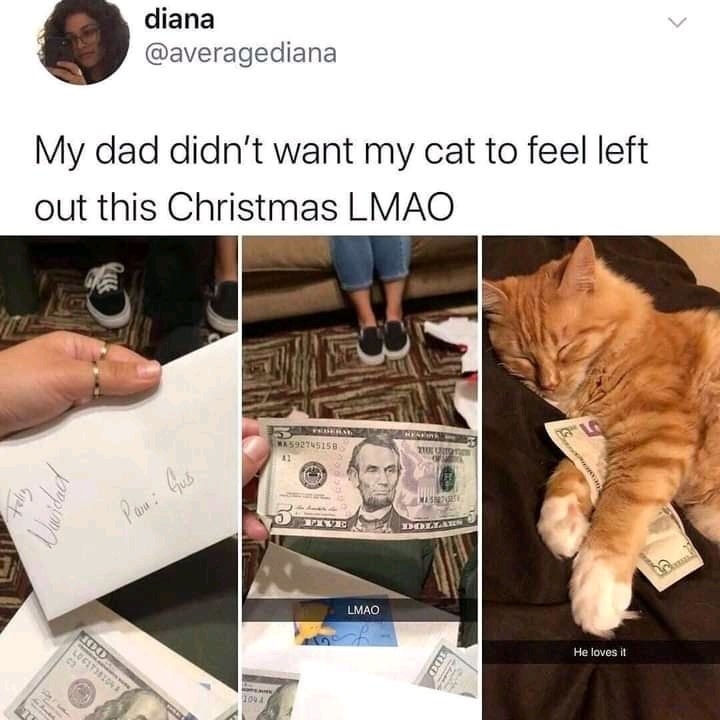 cat getting a gift from dad