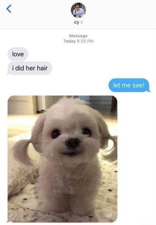 dog with pigtails