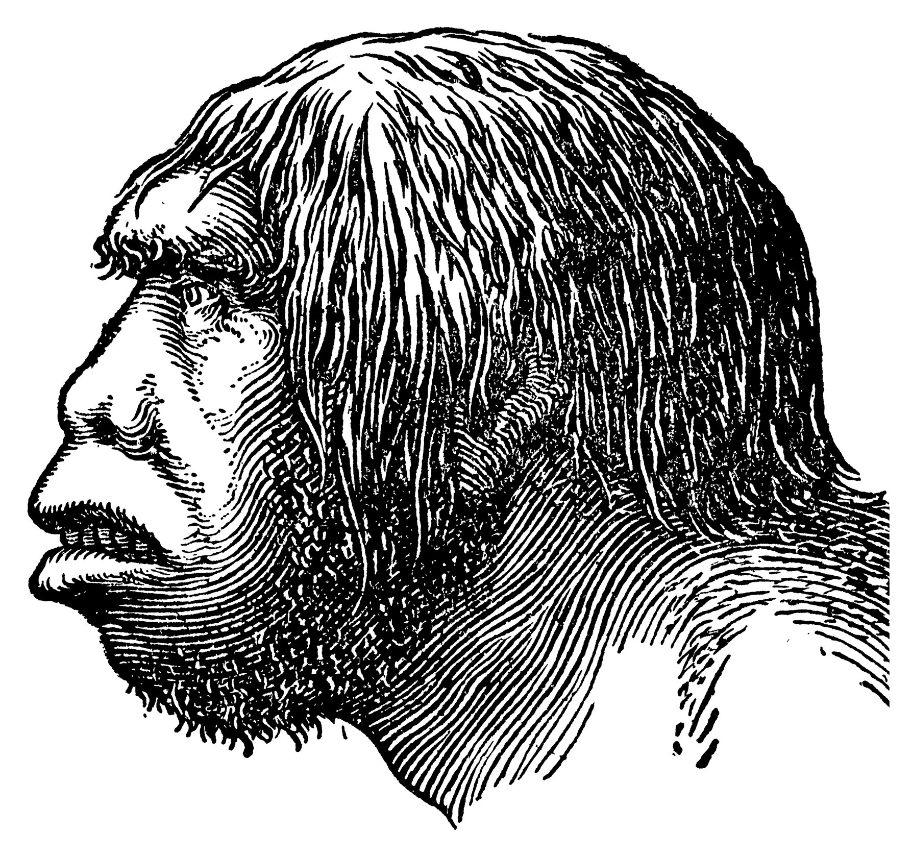 drawing of a neanderthal head