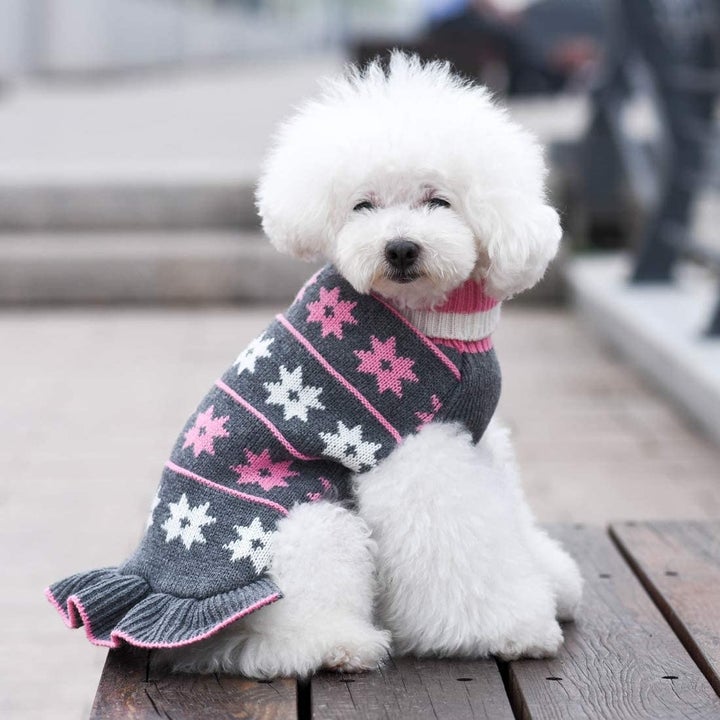a fluffy dog in the same sweater but in gray