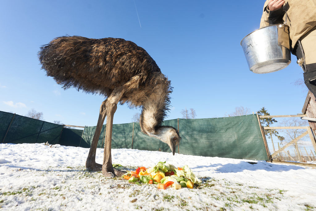 An emu eating