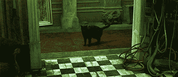 GIF of a cat shaking off and walking down a hallway