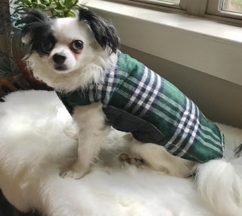 small dog in green plaid jacket