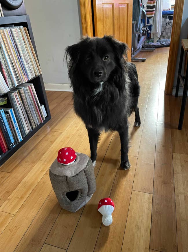 dog poses with plush log with holes for small red mushroom plush squeaky toys