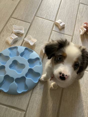 puppy sits next to plastic circle with bones shaped grooves and the bone covers strewn around the floor