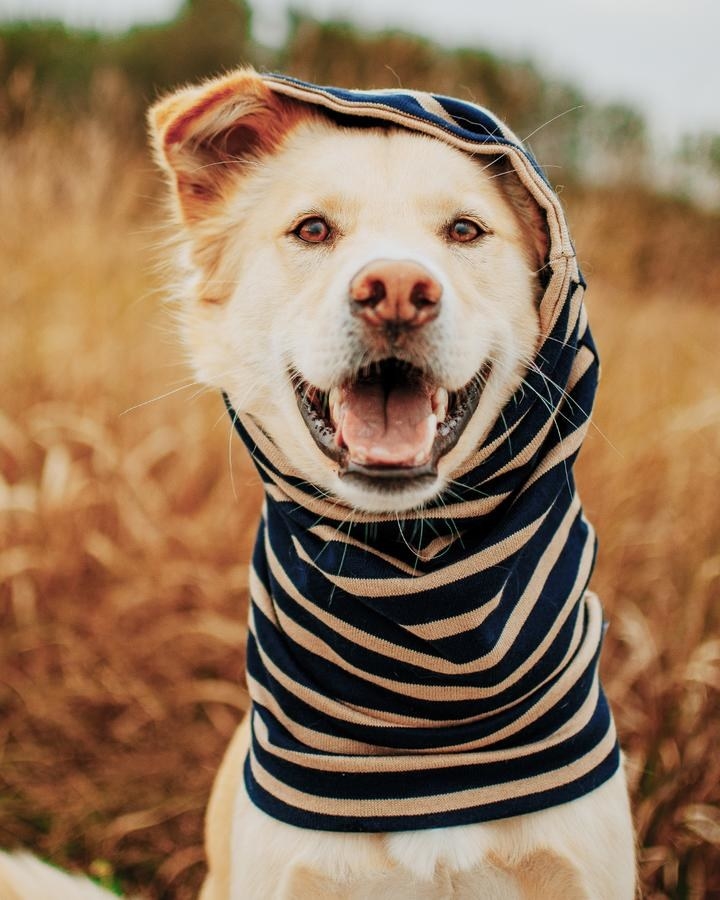 dog in striped hood