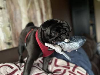 pug holds fish toy in mouth