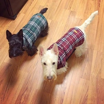 two scotties in green and red plaid jackets