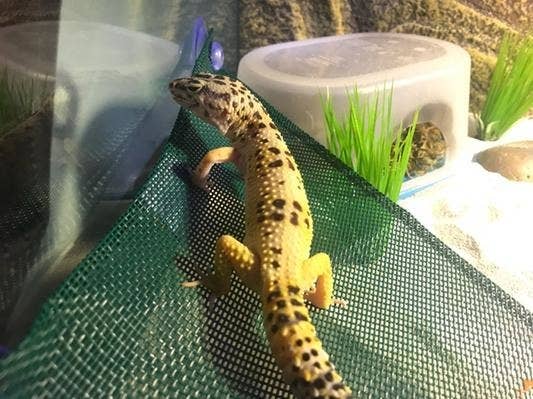 A reviewer&#x27;s image of a leopard gecko on a suspended reptile hammock
