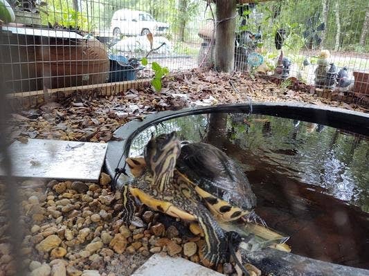 A reviewer&#x27;s image of a turtle inside an outdoor terrarium