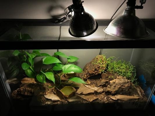 A reviewer&#x27;s image of a ceramic heat emitter hanging over a gecko tank