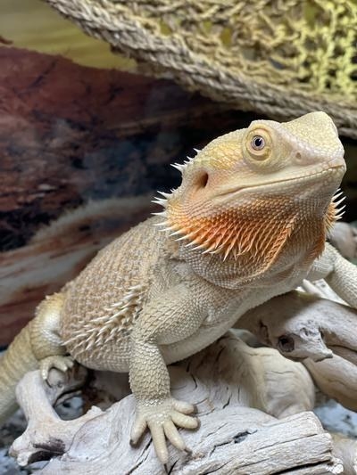 A reviewer&#x27;s image of a bearded dragon