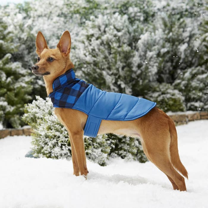 dog wearing blue insulated jacket with paid top in the snow