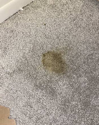 cat poop on a reviewer's carpet