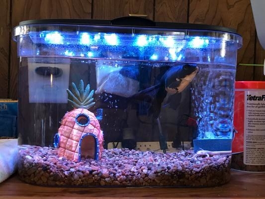 A reviewer&#x27;s image of a fish tank filled with natural aquarium gravel