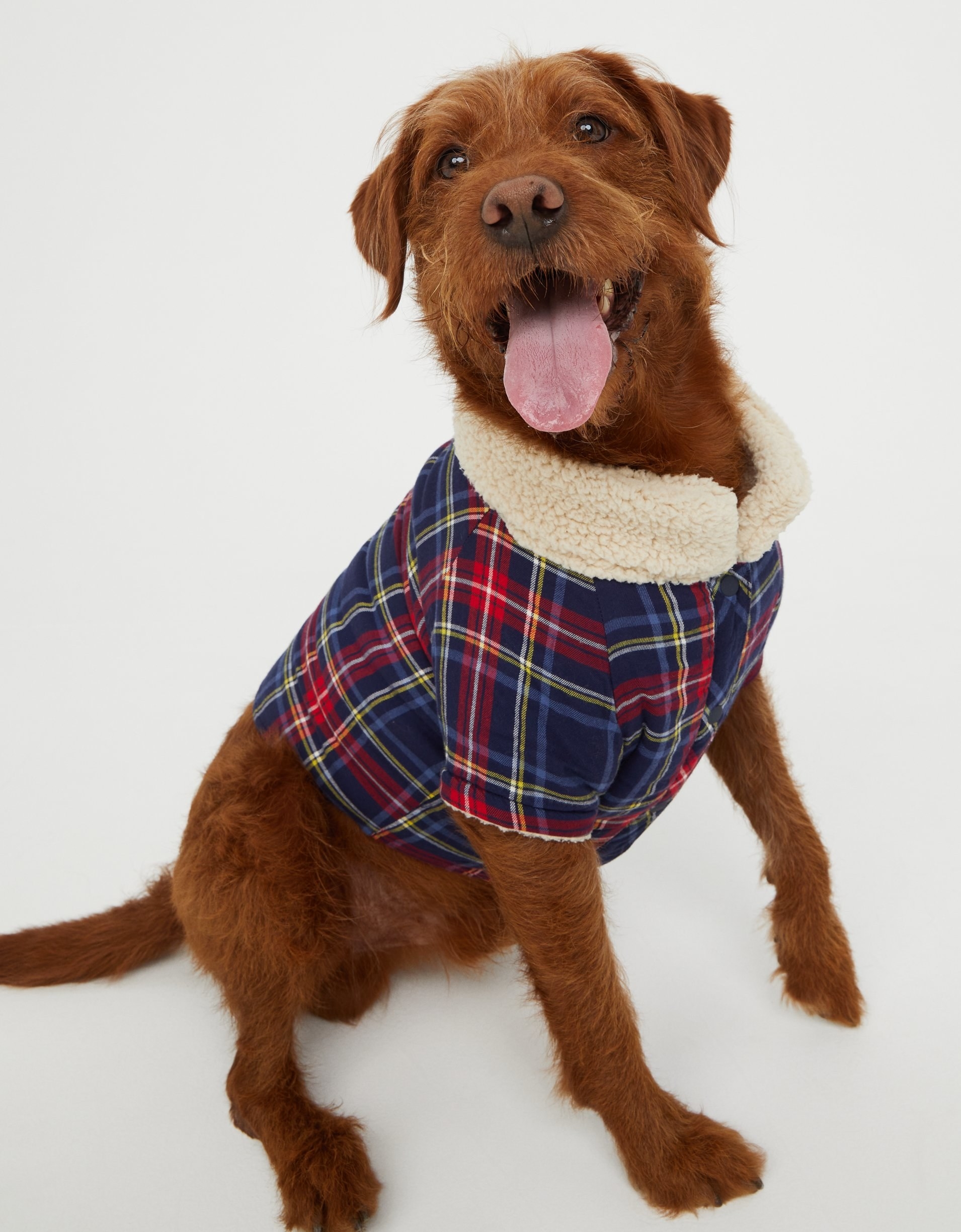 dog in a plaid flannel shirt with a sherpa collar