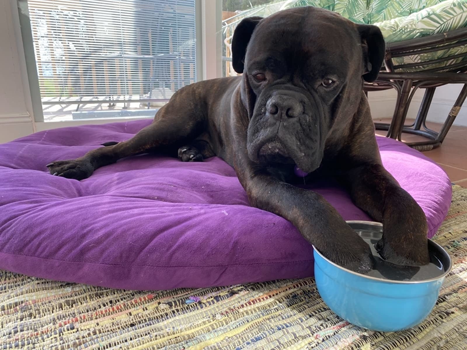 black bull mastiff resting its paws in a blue bowl of water