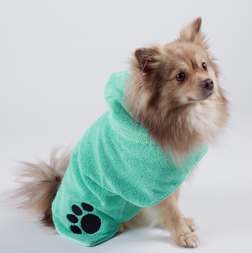 Small dog wearing teal colored robe with black paw print on it