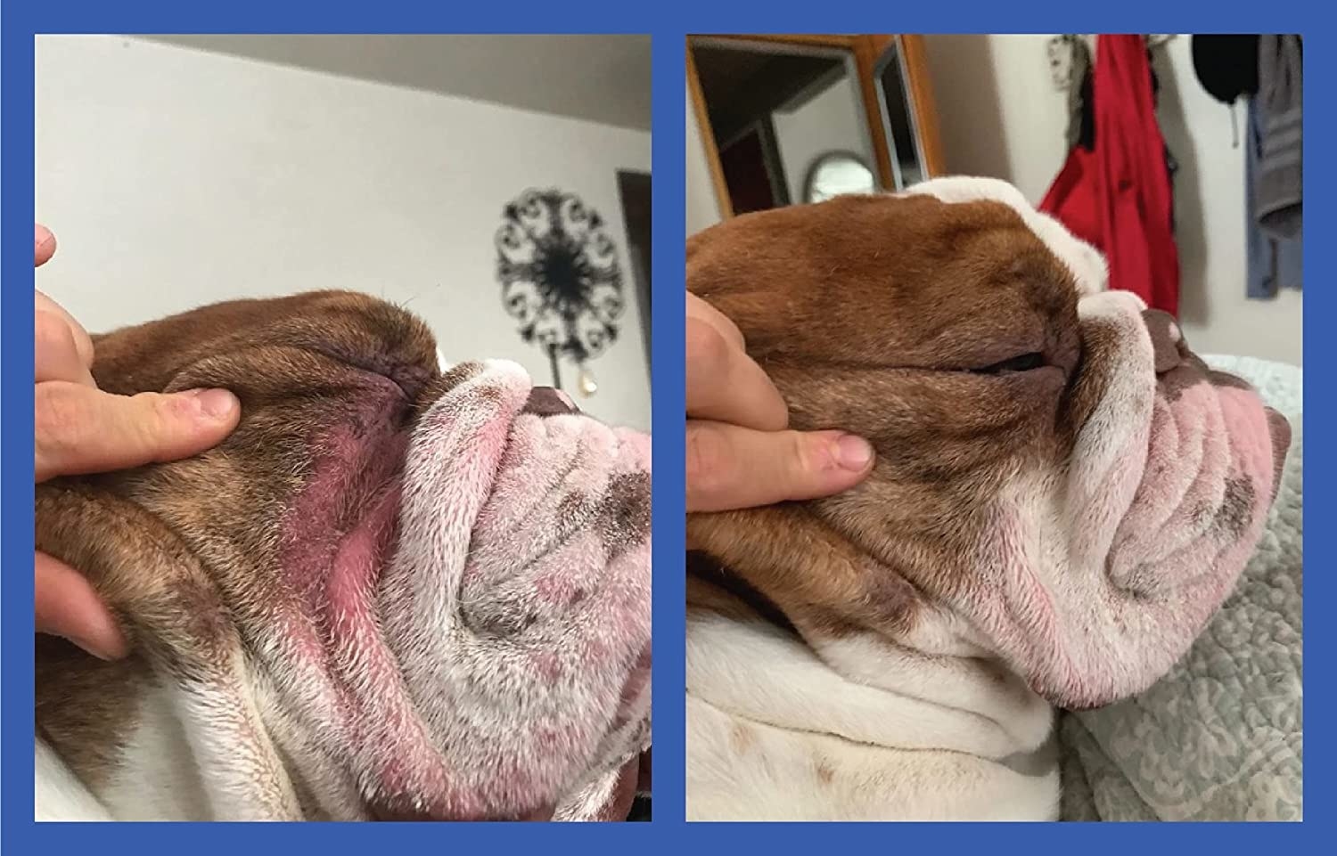 before photo of a bulldog&#x27;s red and irritated skin folds and an after photo of the same dog&#x27;s skin folds looking less red and itchy