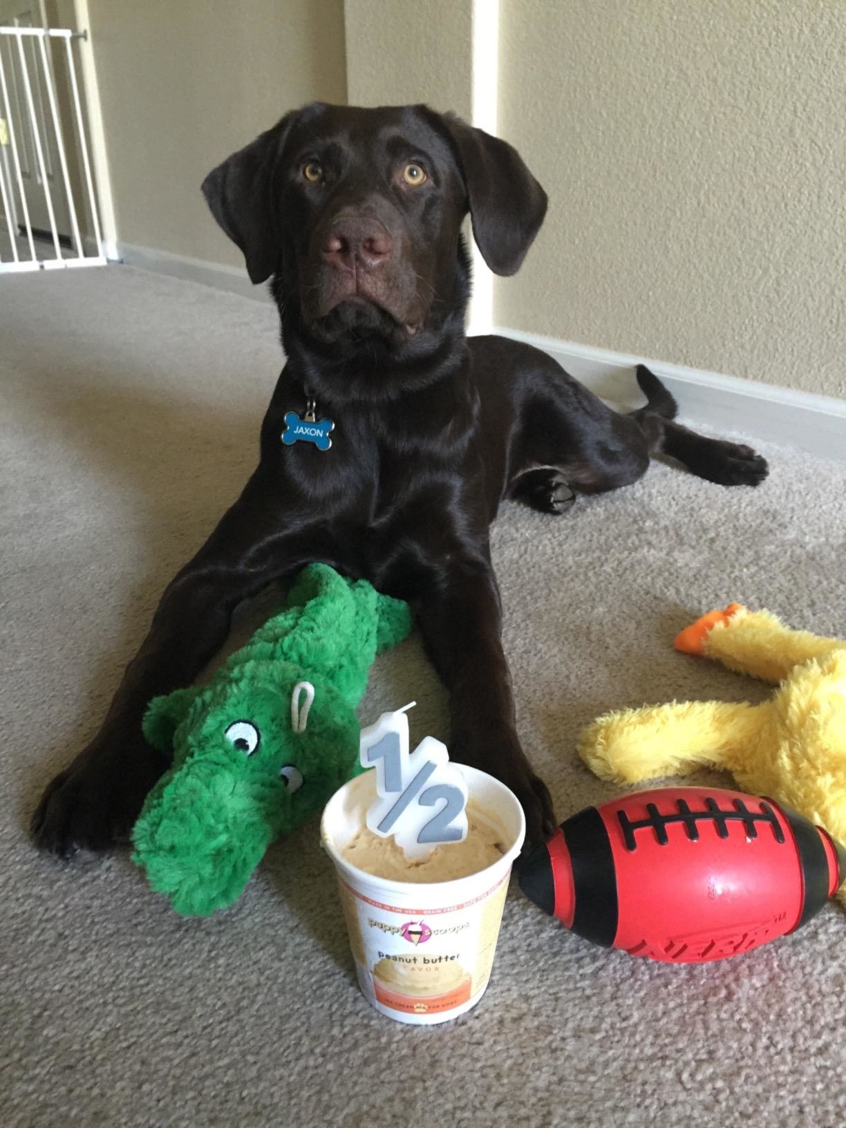 Reviewer photo of a chocolate lab sitting next to an ice cream pint with an unlit candle in it