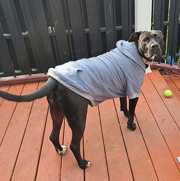 a reviewer's large dog in the grey hoodie