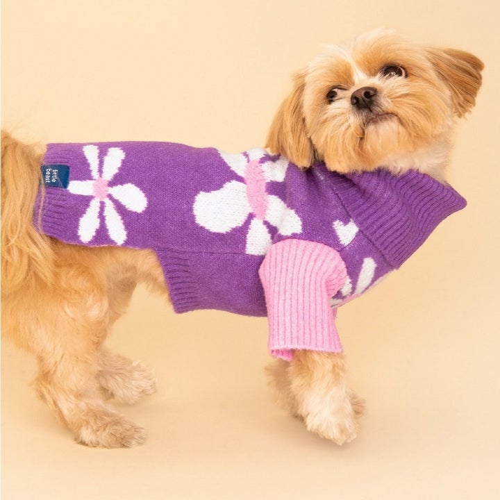 a shih tzu wearing the sweater in a small