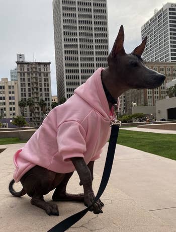 a different reviewer's small dog in the pink hoodie