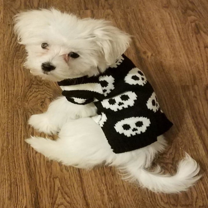a reviewer's maltese puppy wearing the black sweater