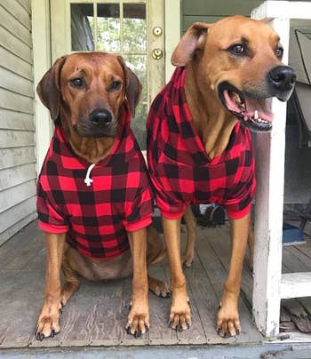 a reviewer's two dogs both in the red and black hoodie
