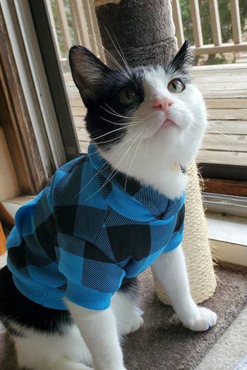 a different reviewer's cat in the blue and black hoodie