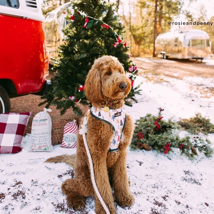 dog in pine tree patterned harness poses next to christmas tree