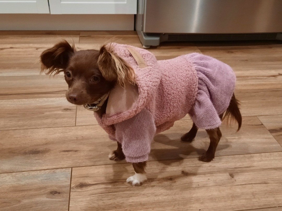 chiweenie sweater