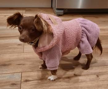 side view of a reviewer's dog in the pink sweater dress