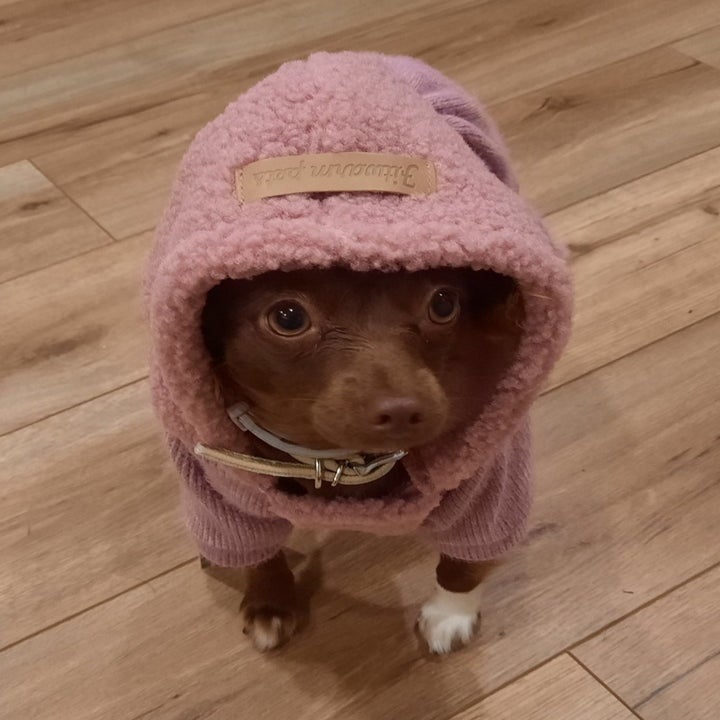 same dog with the hood pulled up