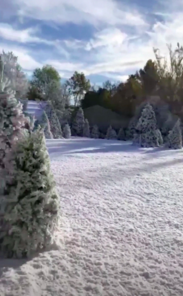 Snow blanketing the ground and Christmas trees in their backyard