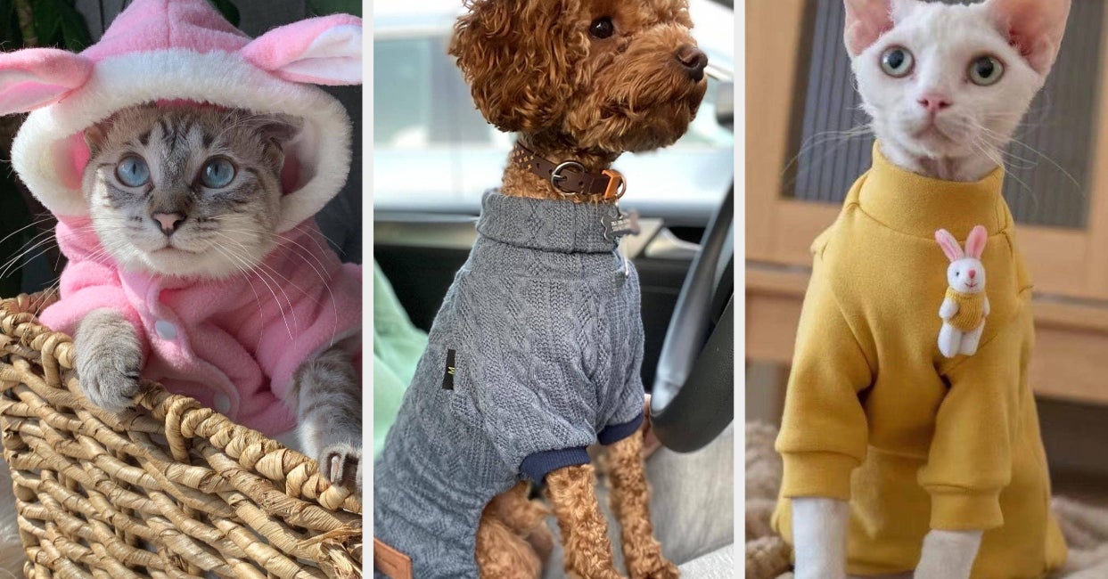 27 Adorable Cat And Dog Sweaters