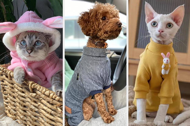 a reviewer's cat in a pink bunny sweater; a reviewer's dog in a cableknit sweater; a dog in a yellow bunny sweater