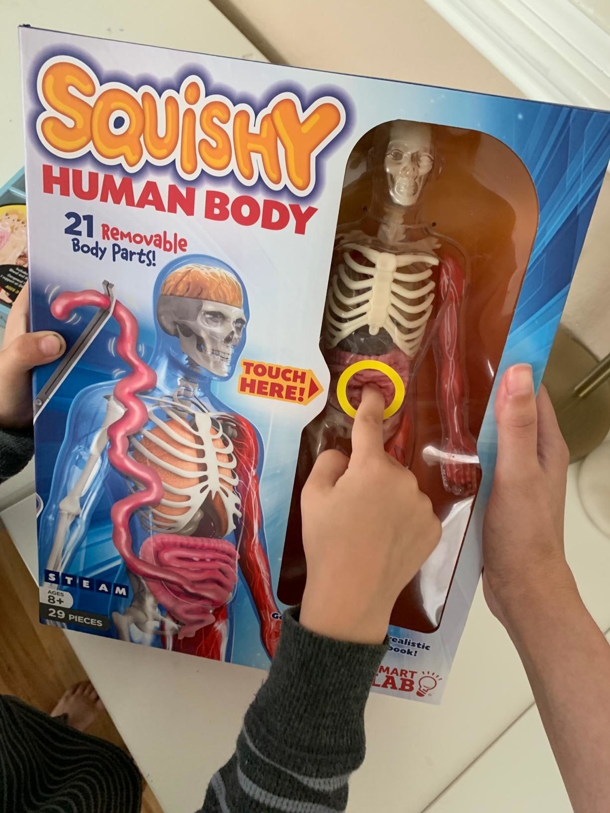 a child touching the stomach on the human body toy