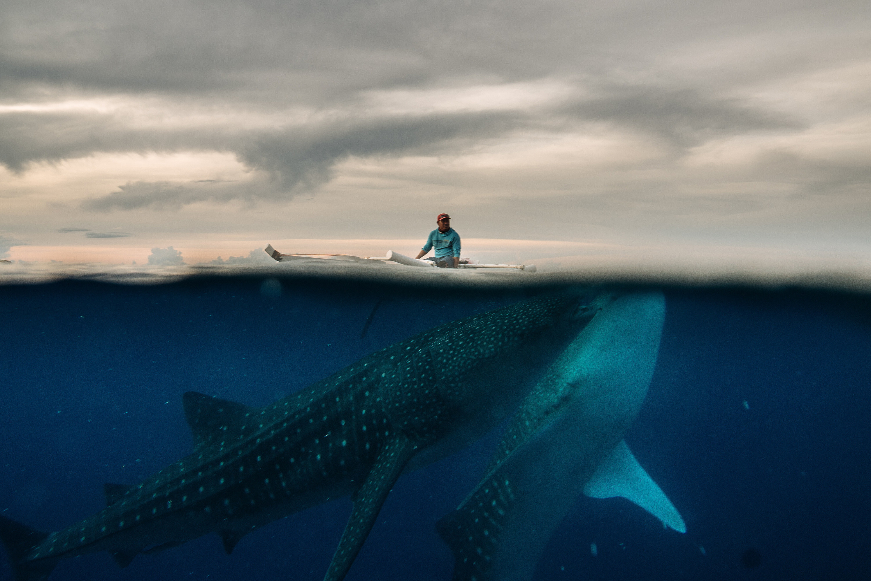 A pair of giant whales, seen beneath the surface, comes up to a man fishing in a boat
